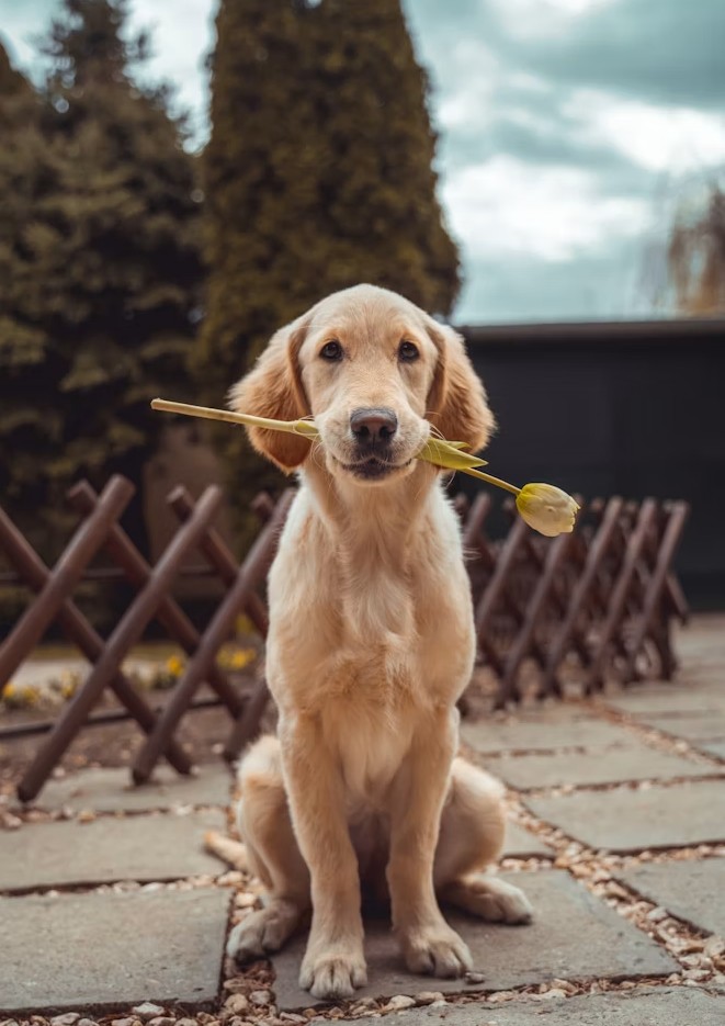 A golden retriever puppy sitting in a garden with a flower